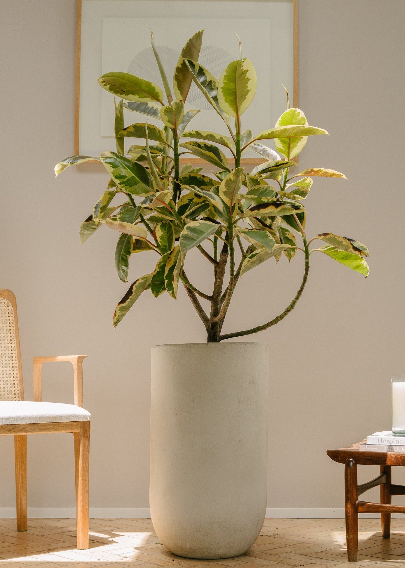 Planta Yellow Caucho  L en matera Curva Arabia de 40 x 70 cm, vista ambientada