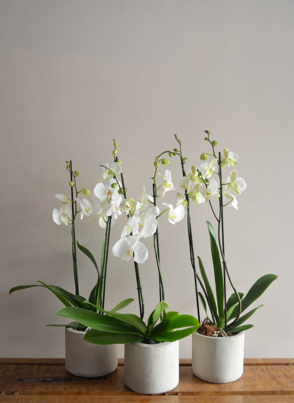 Orquídea SOLO - Pistilo & Gracia