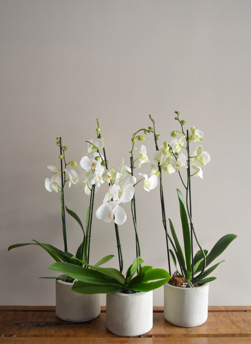 Orquídea SOLO - Pistilo & Gracia