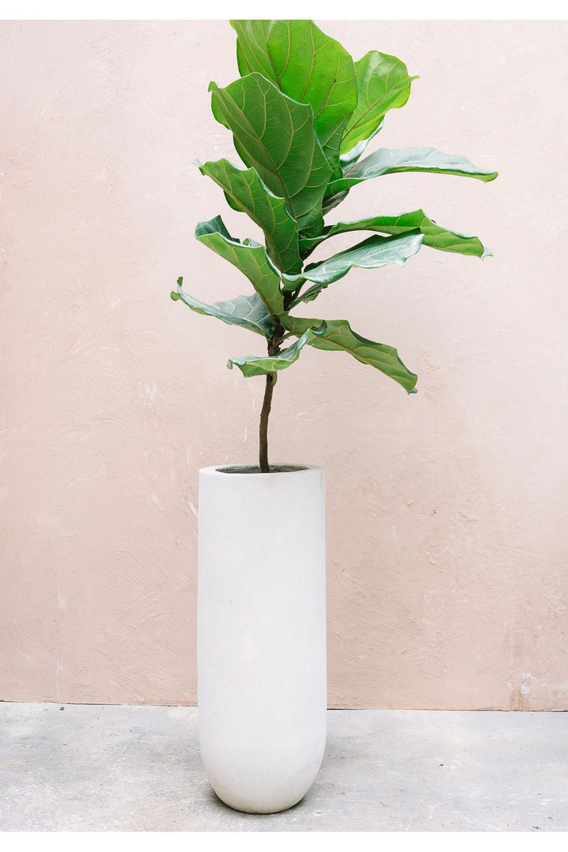 Ficus Pandurata