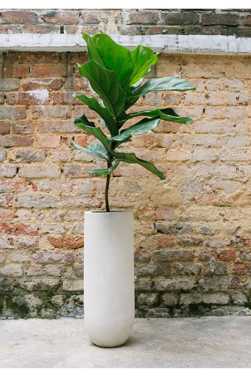 Ficus Pandurata