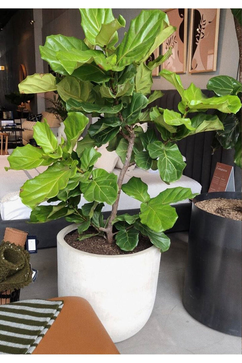 Ficus Pandurata