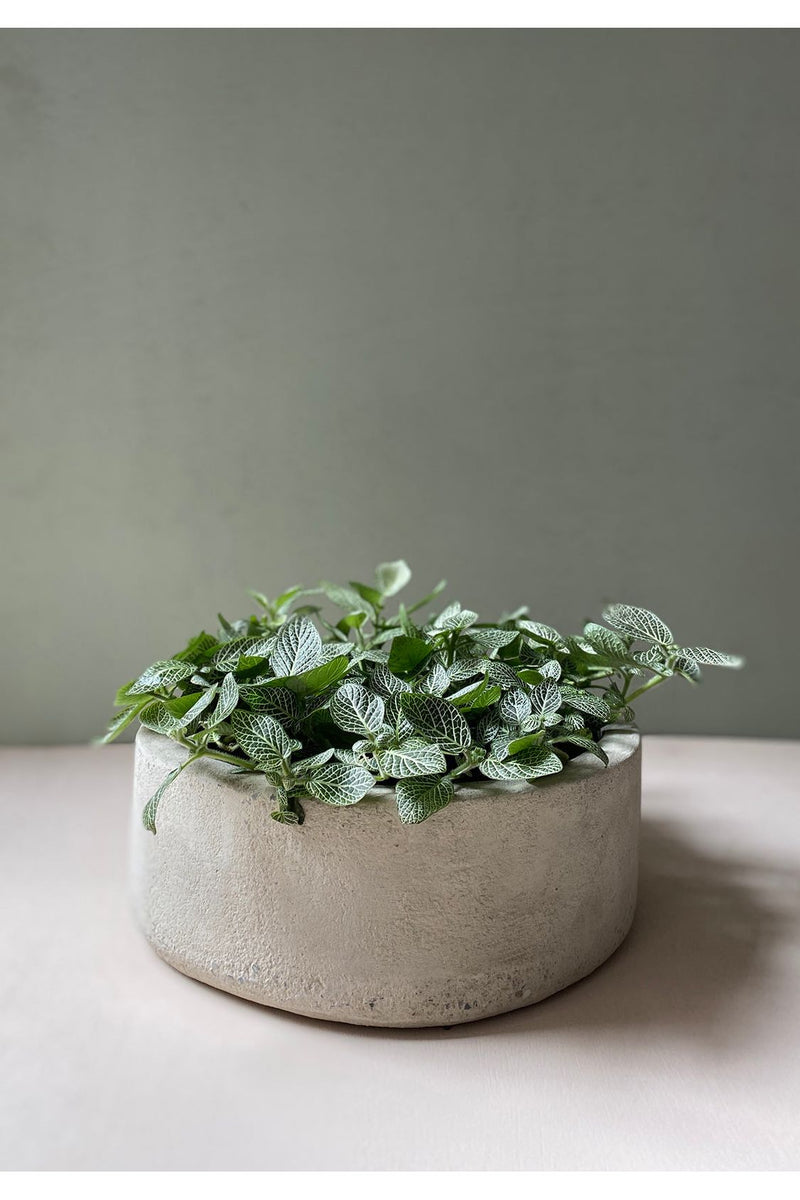 Fittonia Bowl - Pistilo & Gracia