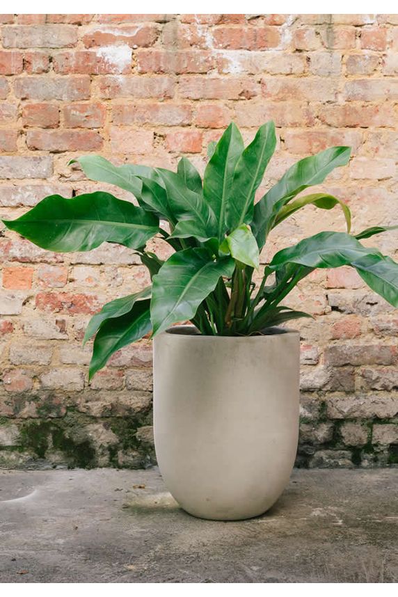 Green Congo