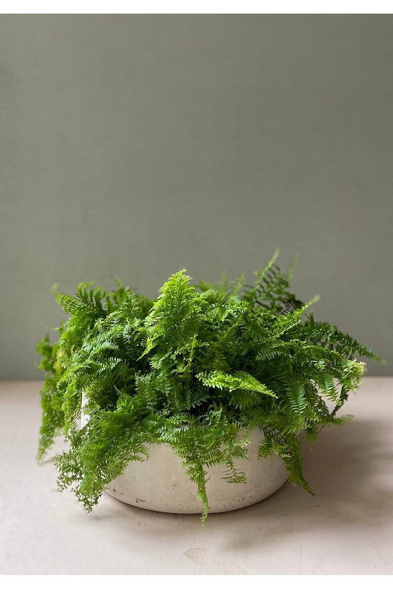 Helecho Bowl - Pistilo & Gracia