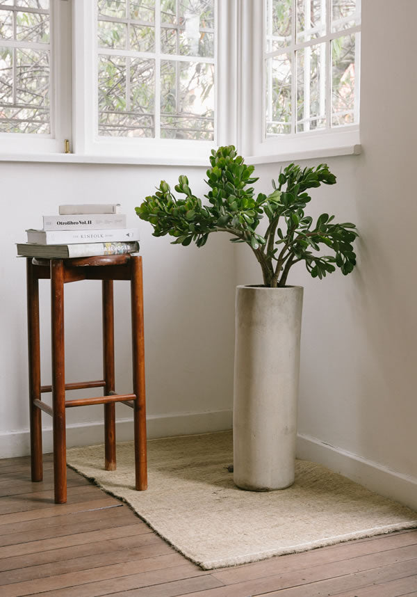 Planta Jade - Pistilo y Gracia