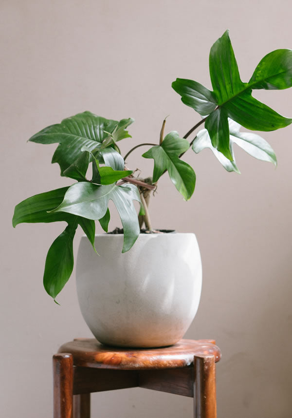 Mariposa