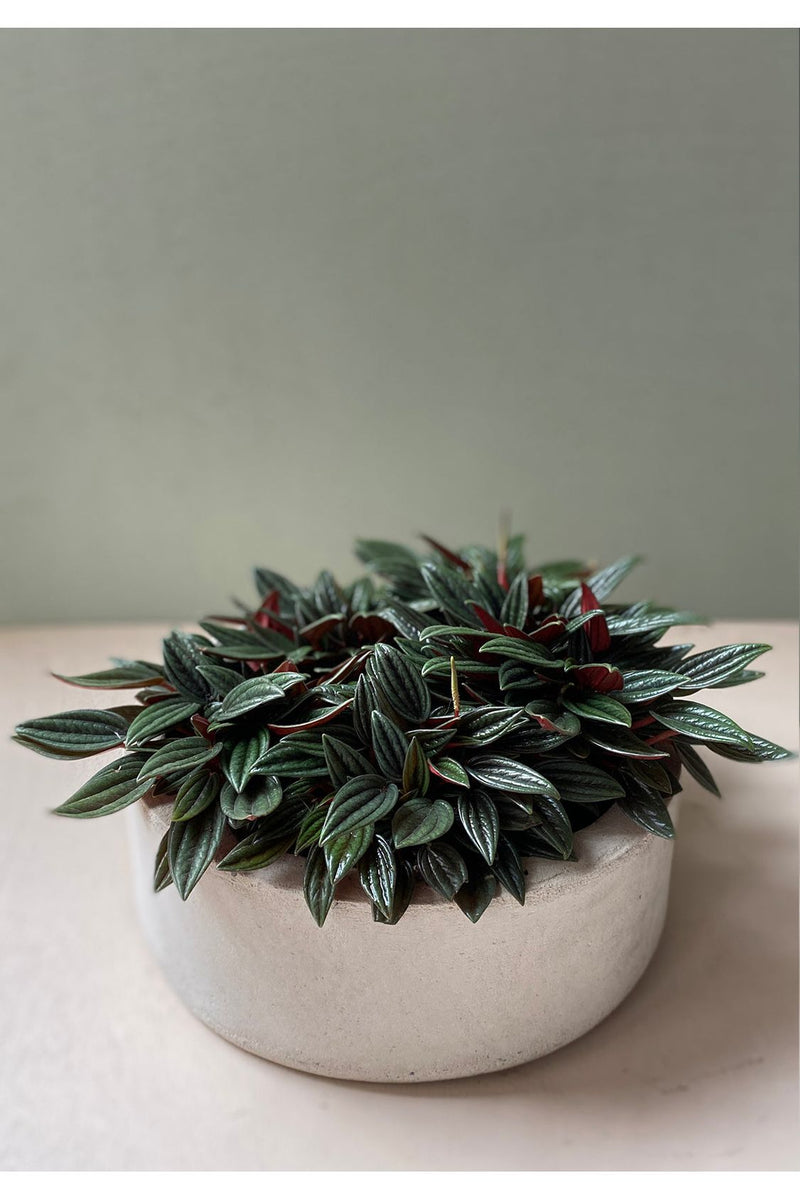 Candle Bowl - Pistilo & Gracia