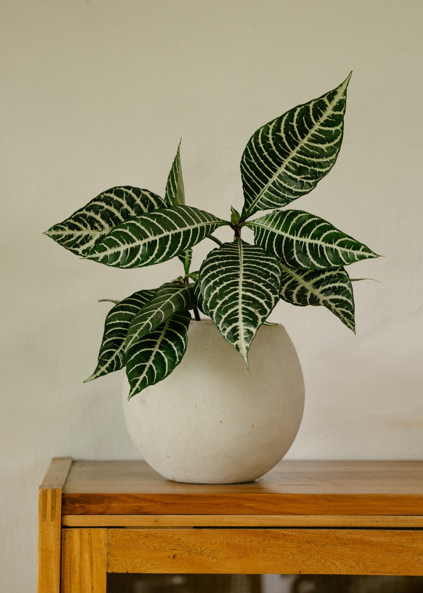 Detalle de planta Aphelandra S en matera Esfera de 20 x 20 cm