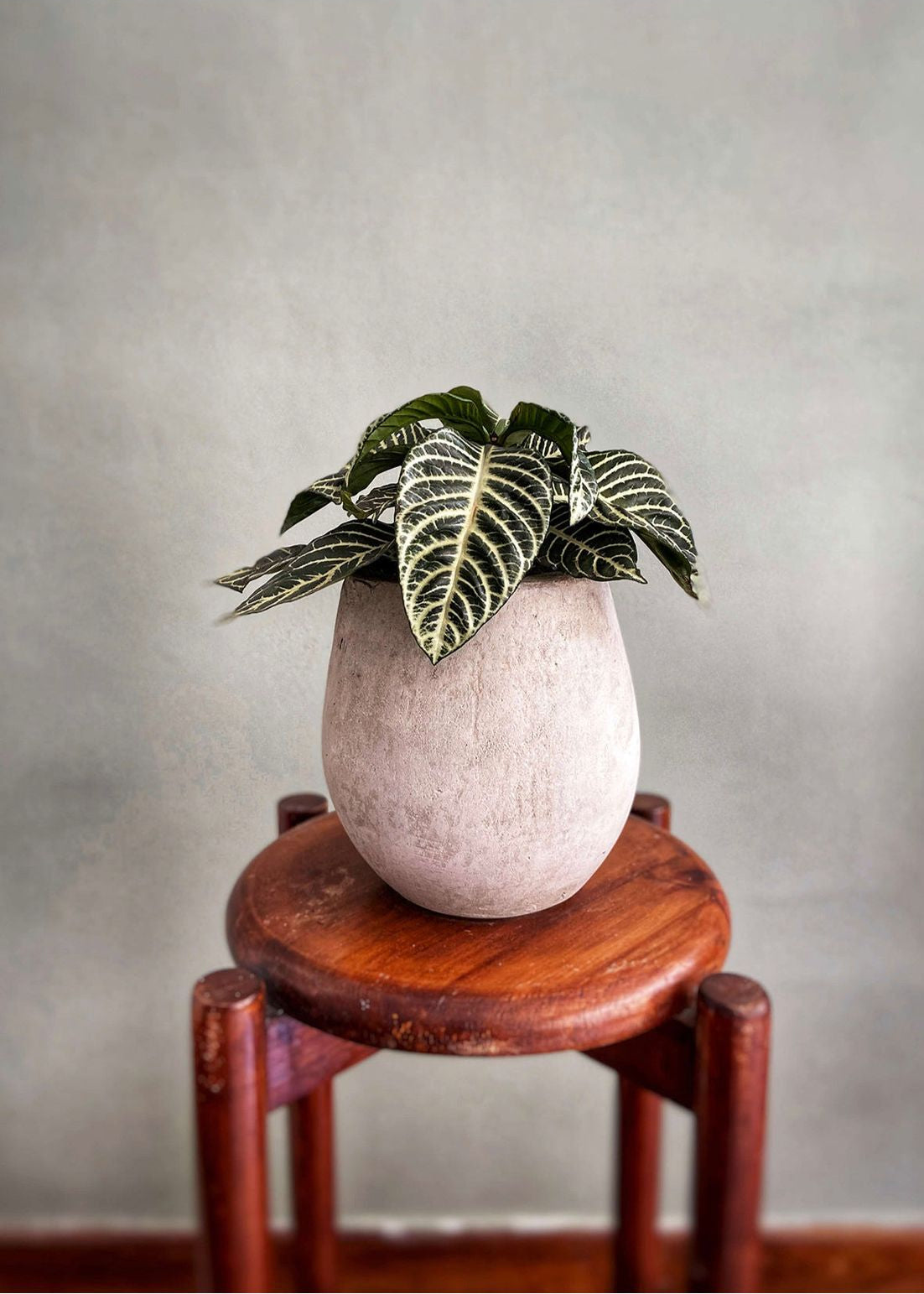 Planta Aphelandra S en matera Mini Gota Umma de 15 x 20 cm