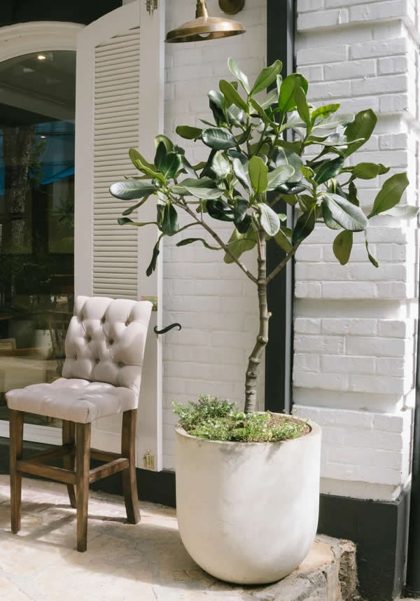 Árbol Caucho Gaque - Pistilo & Gracia