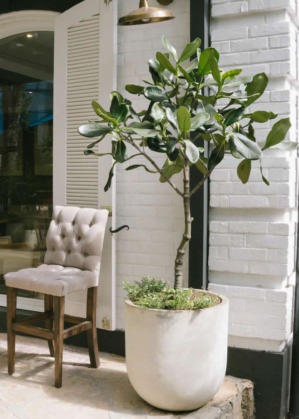 Planta Árbol Caucho Gaque XXL en matera Curva Gavina de 60 x 60 cm, vista ambientada