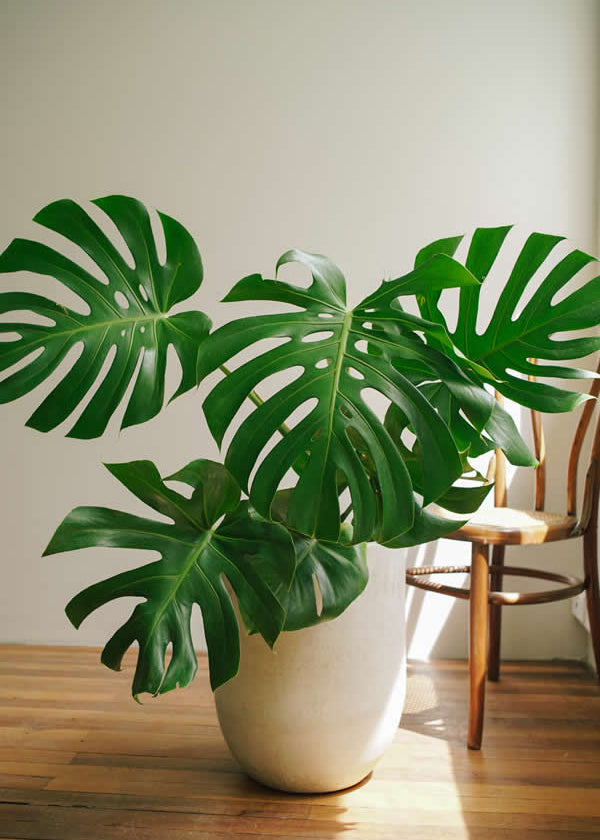Planta Balazo L en matera Curva Arabia de 40 x 50 cm