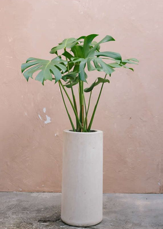 Planta Balazo M en matera Cilindro Monguí de 20 x 60 cm