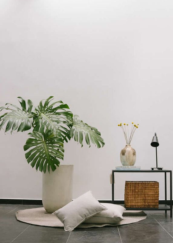 Planta Balazo XL en matera Curva Arabia de 40 x 70 cm, vista ambientada