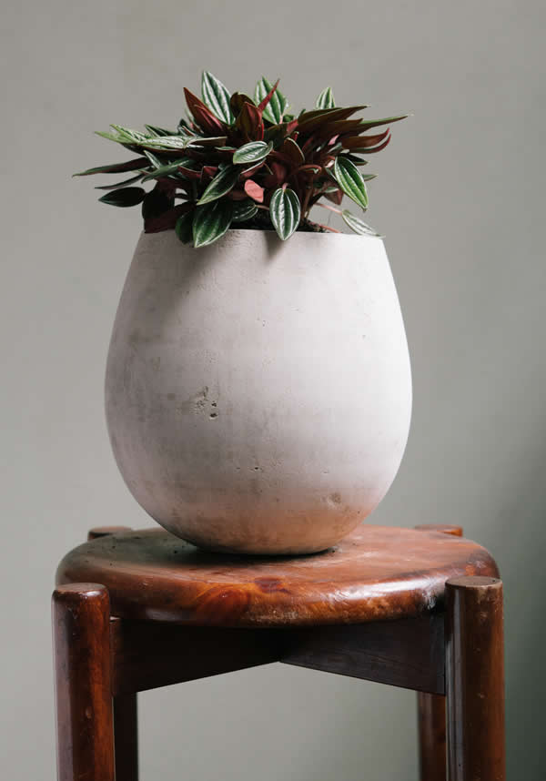Planta Candle S en matera Mini Gota Umma de 15 x 20 cm