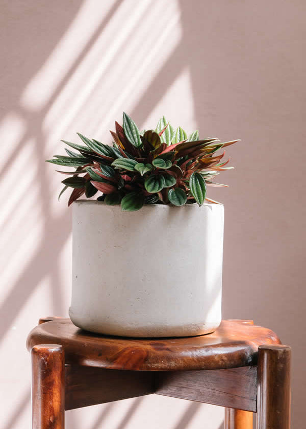 Planta Candle XS en matera Cilindro de 15 x 15 cm