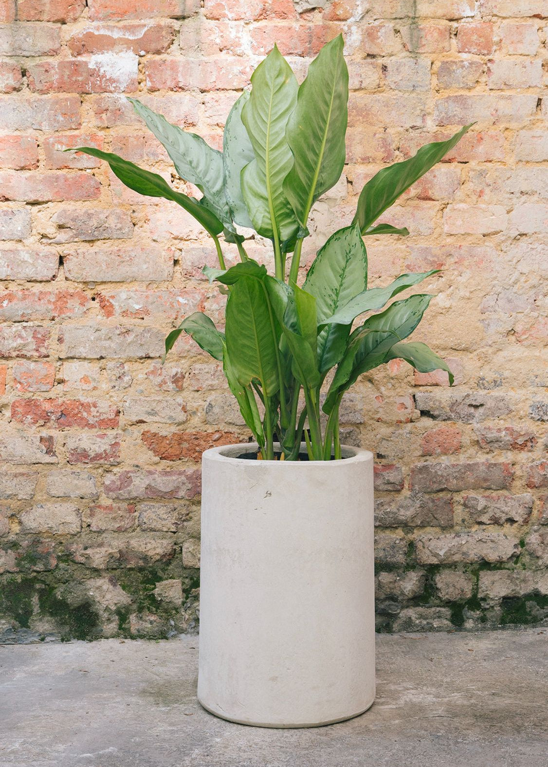 Planta Dollar Cafeto  M en matera Cilindro Opal de 30 x 40 cm, vista completa