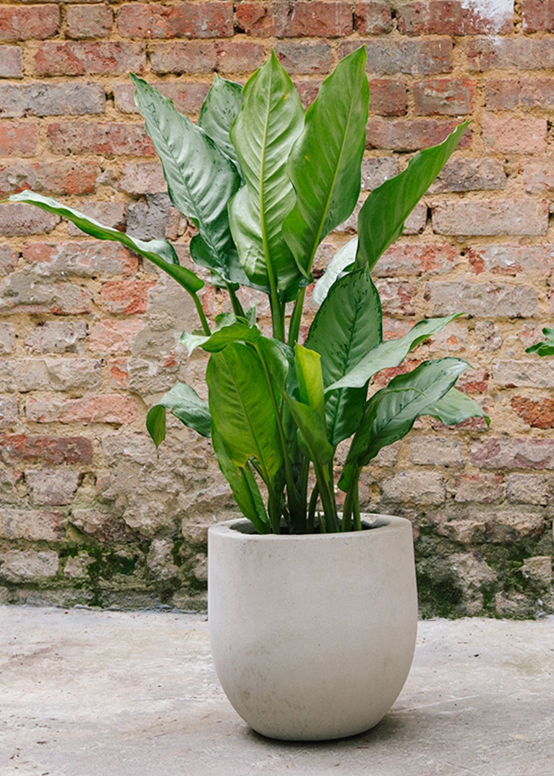 Planta Dollar Cafetto M en matera Curva Ofelia de 35 x 35 cm, vista completa