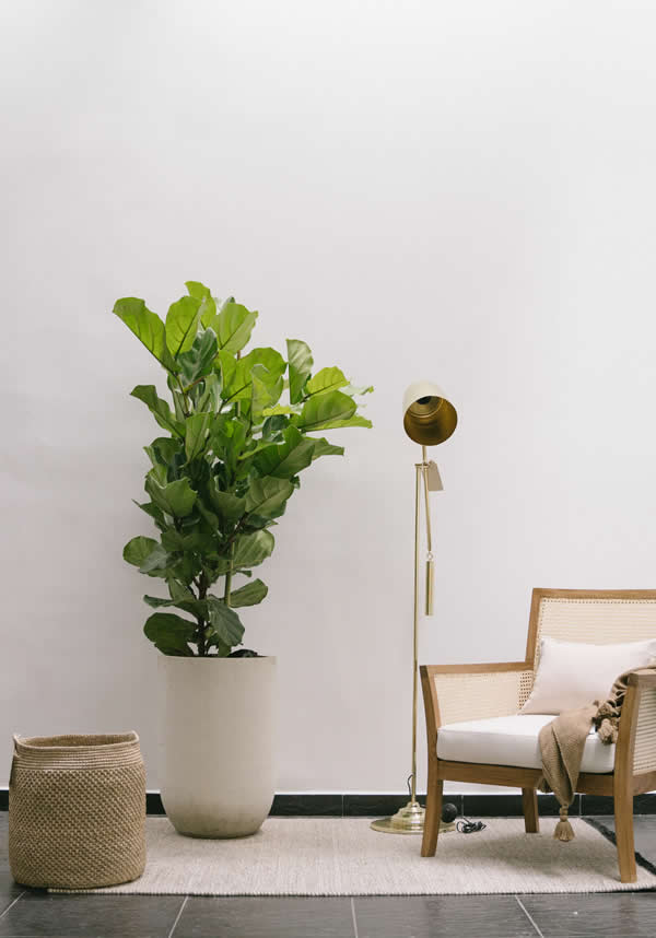 Ficus Pandurata