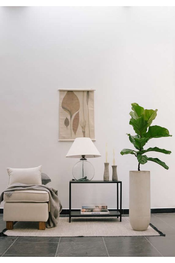 Ficus Pandurata