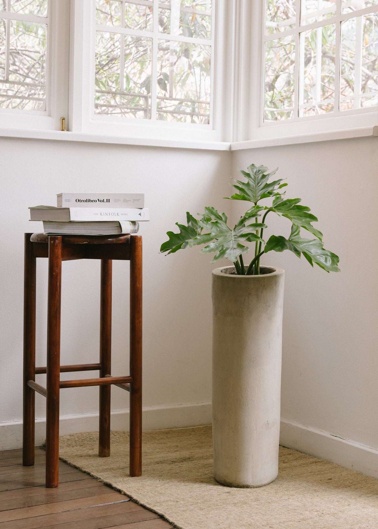 Planta Filoendro M en matera Cilindro Monguí de 20 x 60 cm
