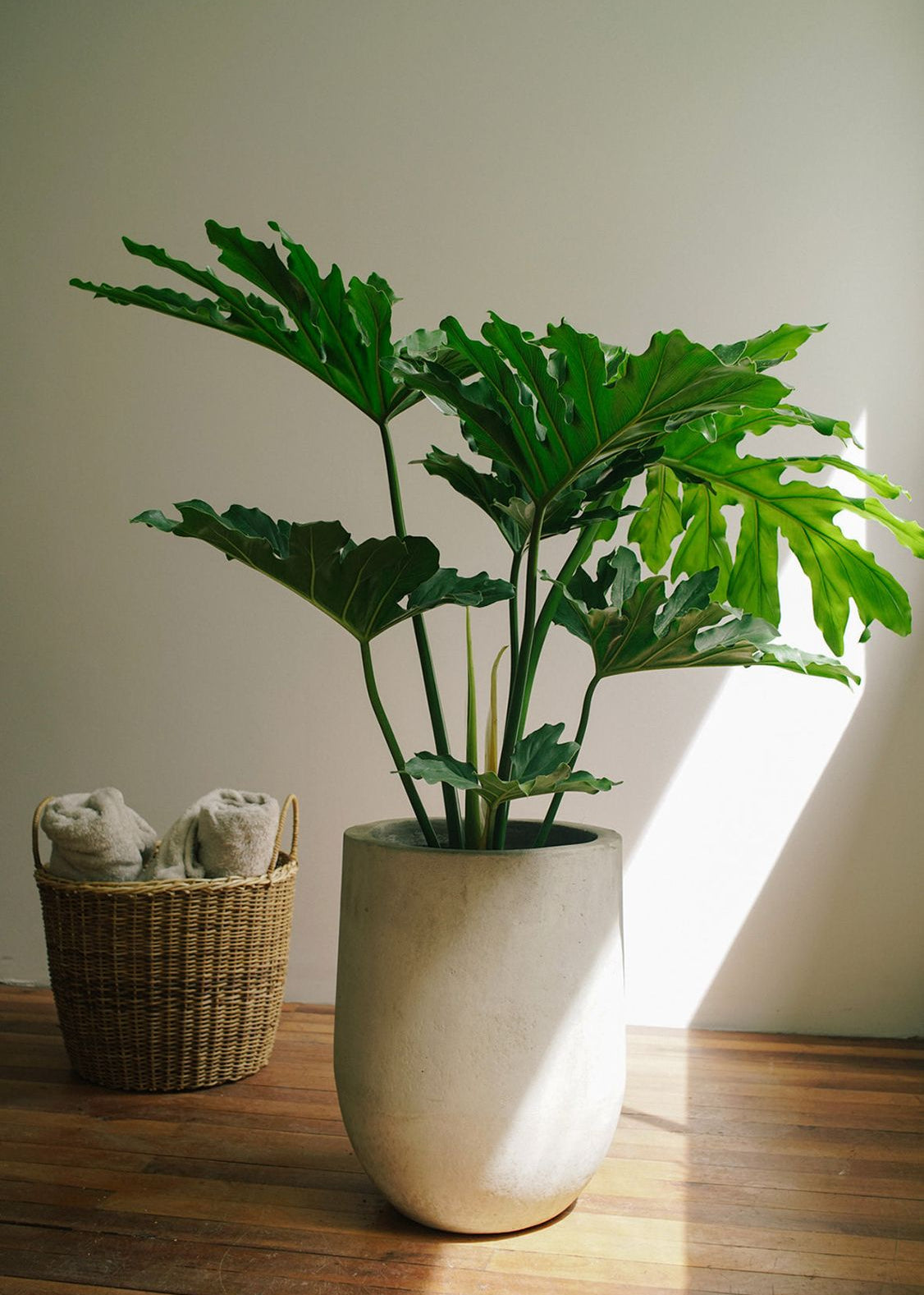 Planta Filoendro M en matera Curva Arabia de 30 x 40 cm