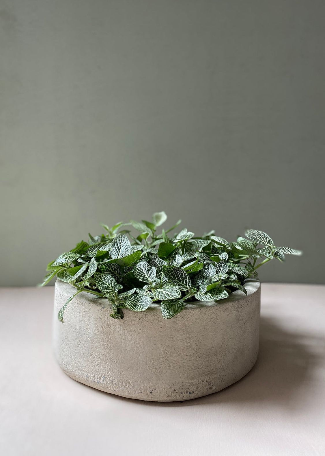 Planta Fittonia XS en matera Mini Bowl de 19 x 8.5 cm