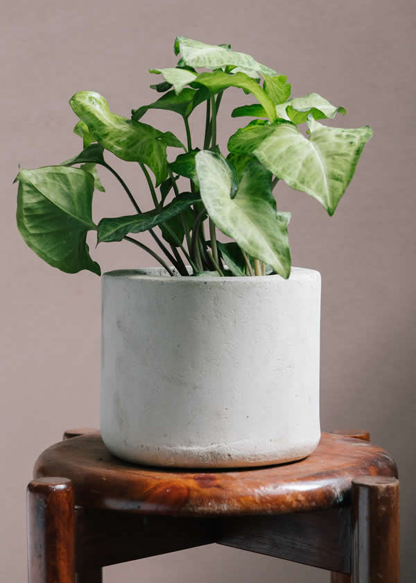 Planta Garrobo XS en matera Cilindro de 15 x 15 cm