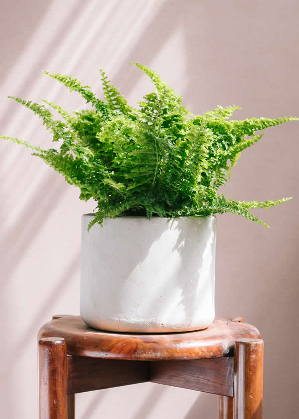 Planta Helecho XS en matera cilindro de 15 x 15 cm
