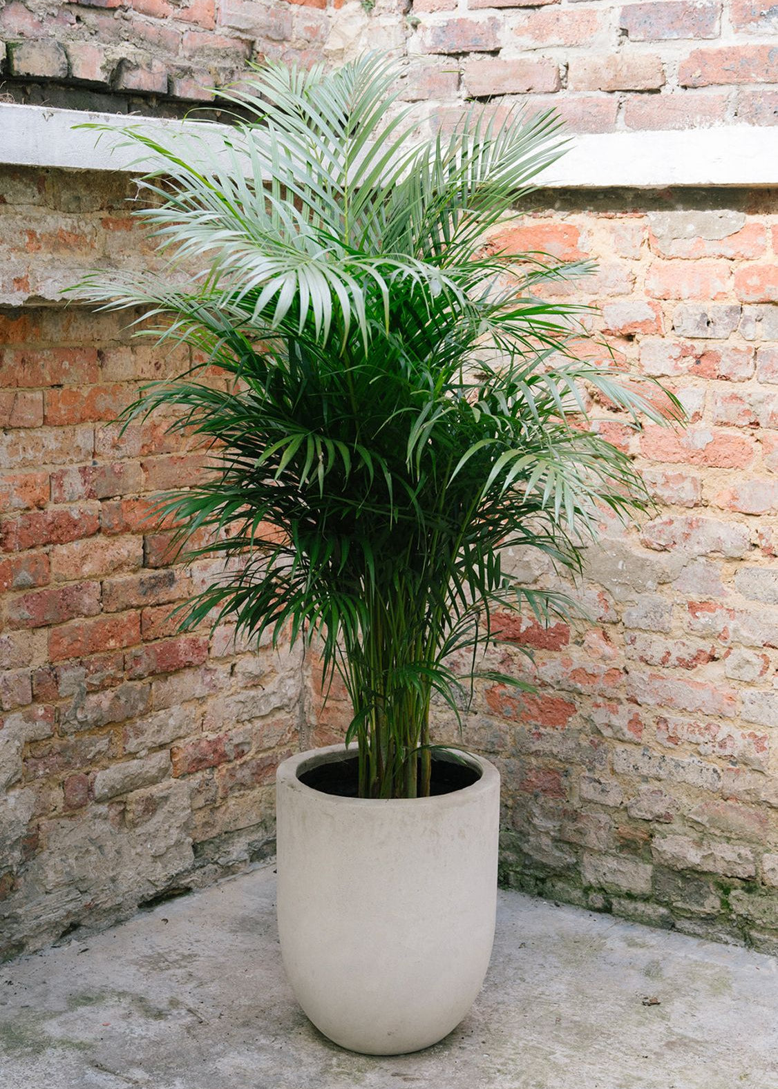Planta Palma Japonesa XL en matera Curva Arabia de 40 x 50 cm, vista completa