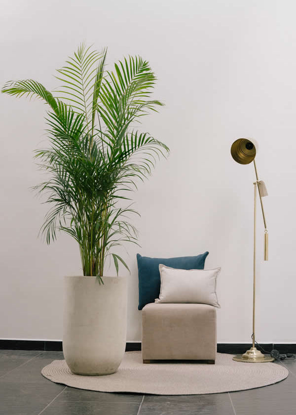 Planta Palma Japonesa XL en matera Curva Arabia de 40 x 70 cm, vista ambientada interior