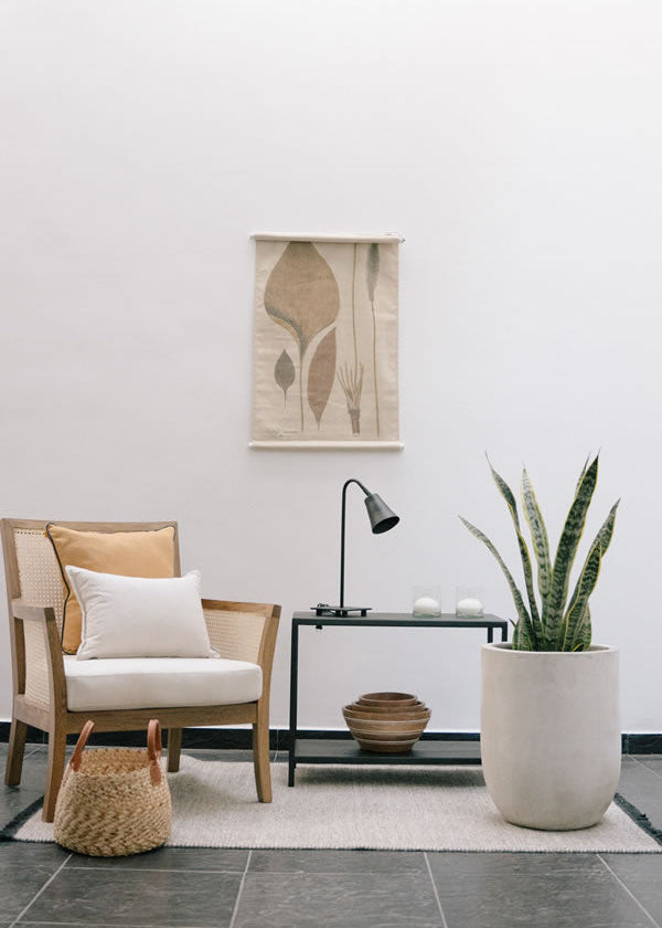 Planta Snake  L en matera Curva Arabia de 40 x 50 cm, vista interior