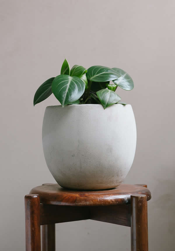 Planta Spoon S en matera Esfera de 20 x 20 cm