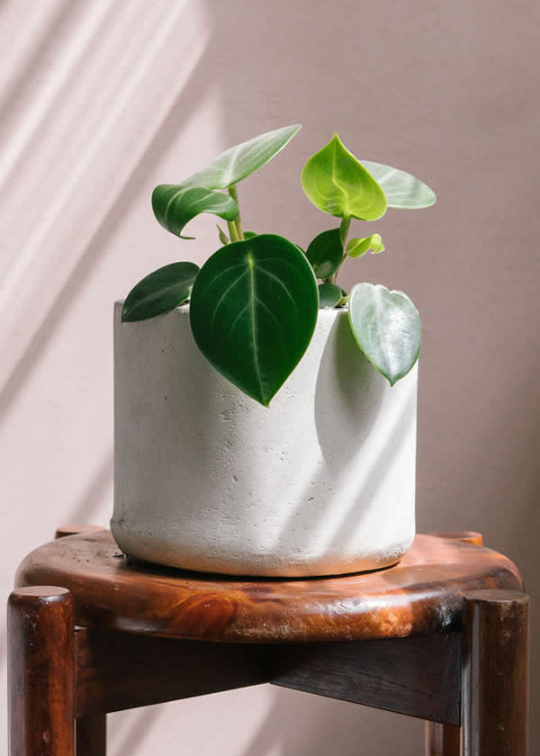 Planta Spoon XS en matera Cilindro de 15 x 15 cm